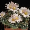 Echinocereus_knippelianus_2